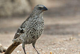 Rufous-tailed Weaver