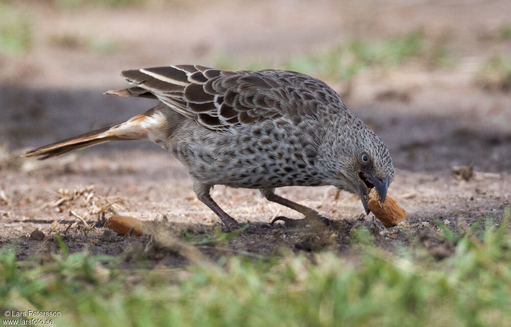 Rufous-tailed Weaver