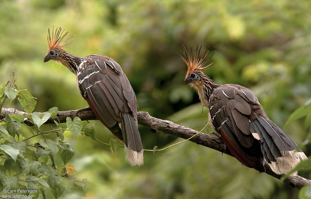 Hoatzin