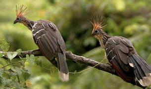 Hoatzin