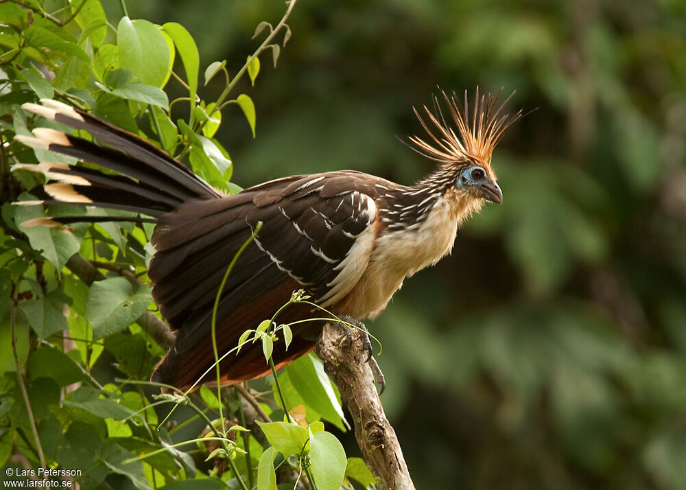 Hoatzin