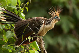 Hoatzin