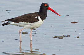 American Oystercatcher