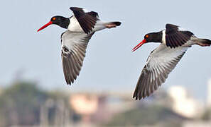 American Oystercatcher