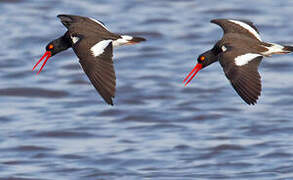 American Oystercatcher