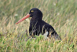 Magellanic Oystercatcher