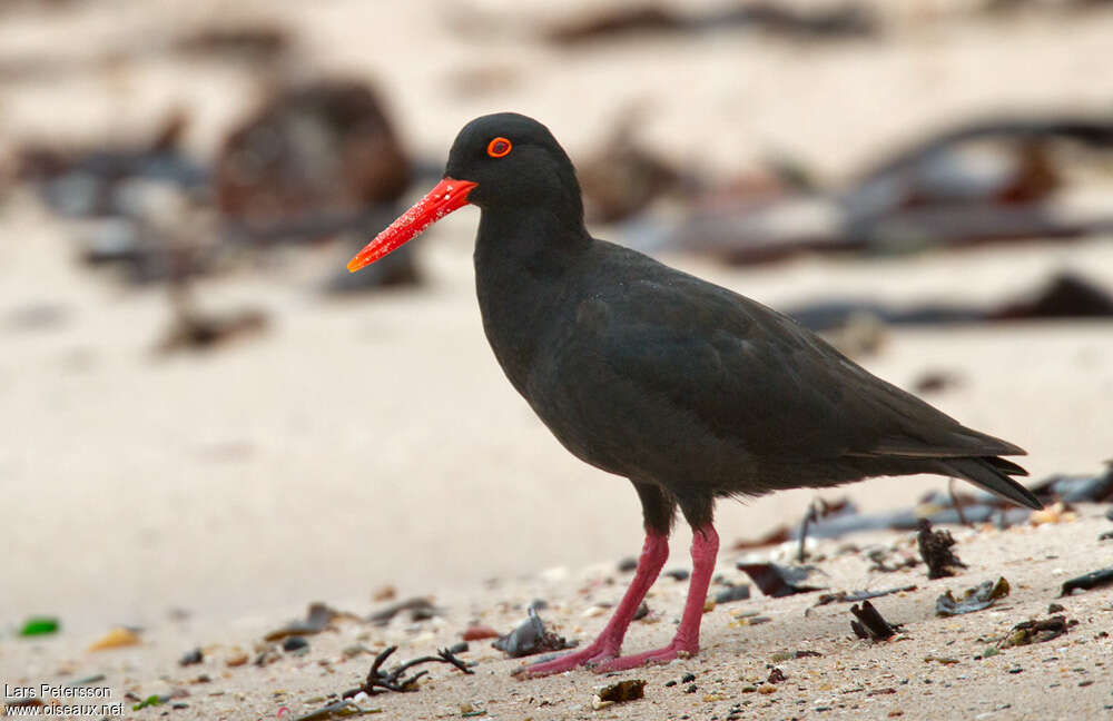 African Oystercatcheradult, identification