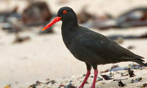 African Oystercatcher