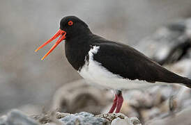 Chatham Oystercatcher