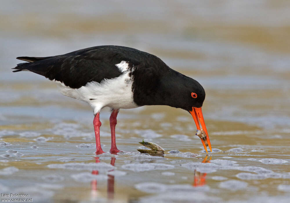 Chatham Oystercatcher, feeding habits