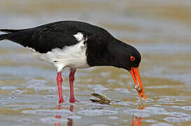 Chatham Oystercatcher