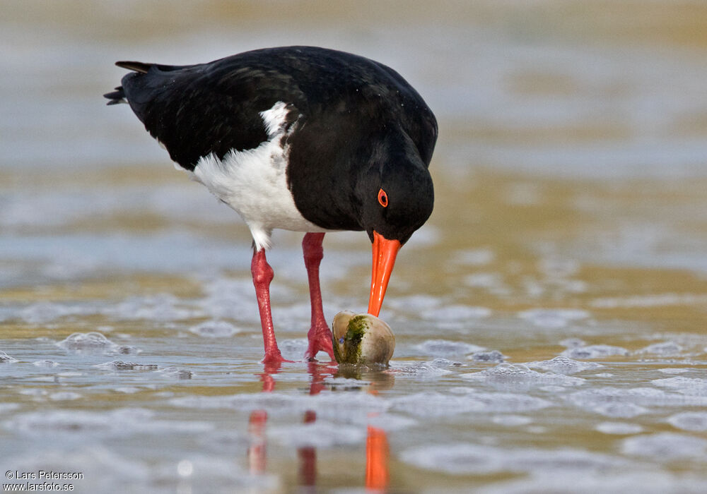 Chatham Oystercatcher