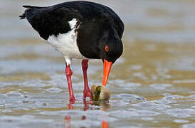 Chatham Oystercatcher