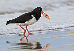 Chatham Oystercatcher