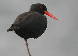 Sooty Oystercatcher