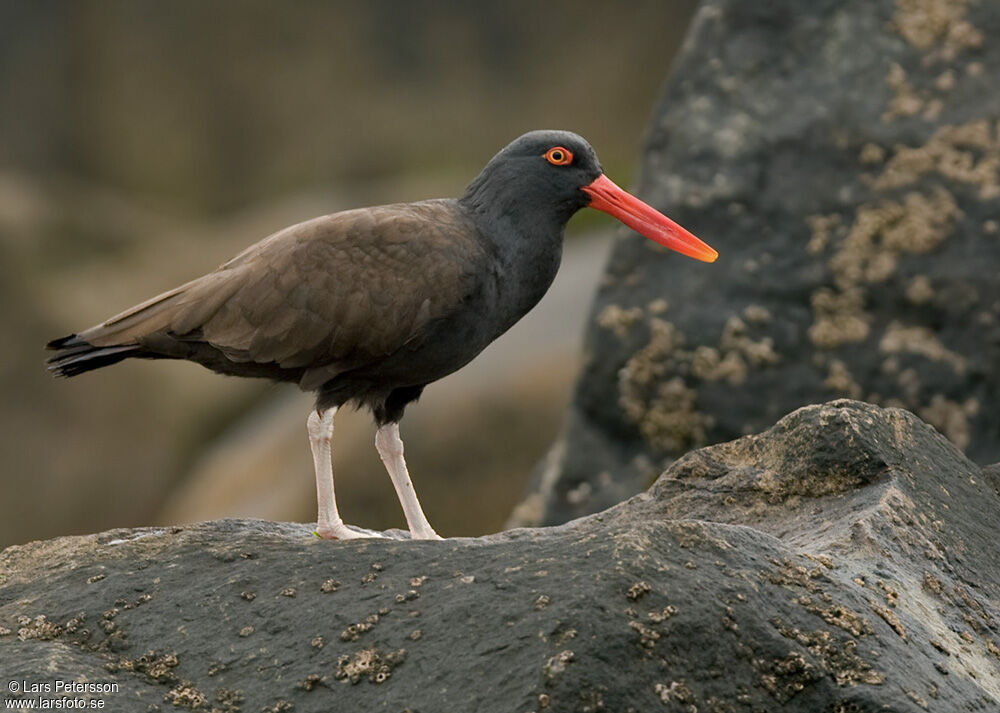 Blackish Oystercatcher