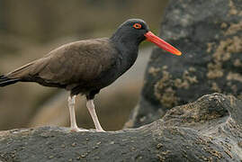 Blackish Oystercatcher