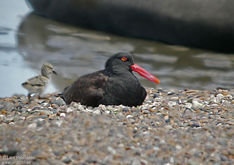 Blackish Oystercatcher