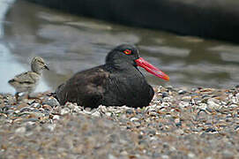 Blackish Oystercatcher