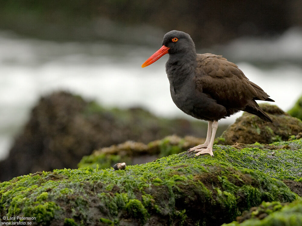 Blackish Oystercatcher