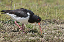 Eurasian Oystercatcher