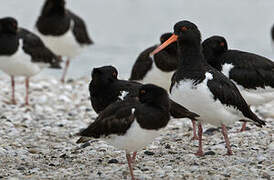 Eurasian Oystercatcher