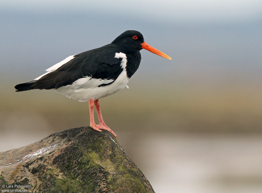 Eurasian Oystercatcher