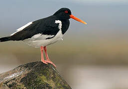 Eurasian Oystercatcher