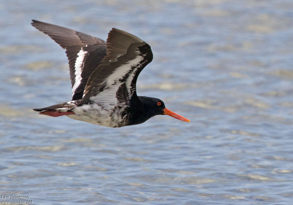 Variable Oystercatcheradult, Flight