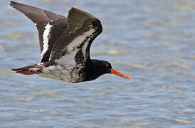 Variable Oystercatcher