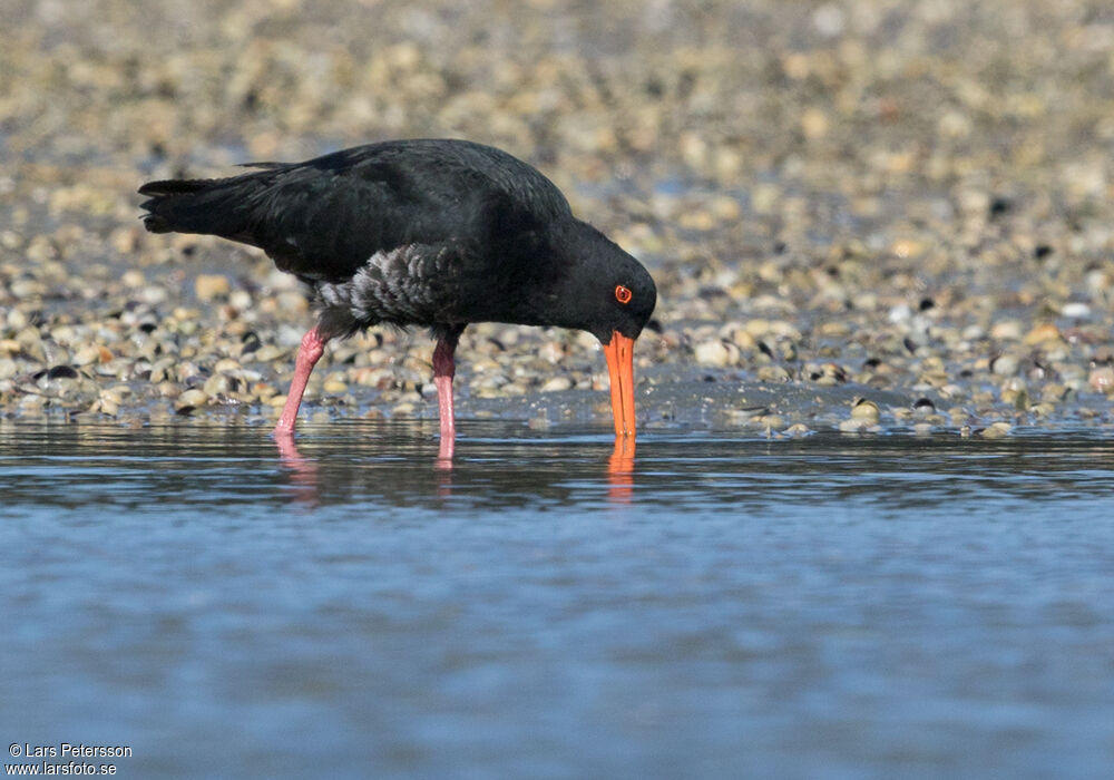 Variable Oystercatcher