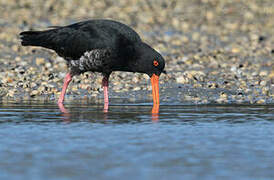 Variable Oystercatcher