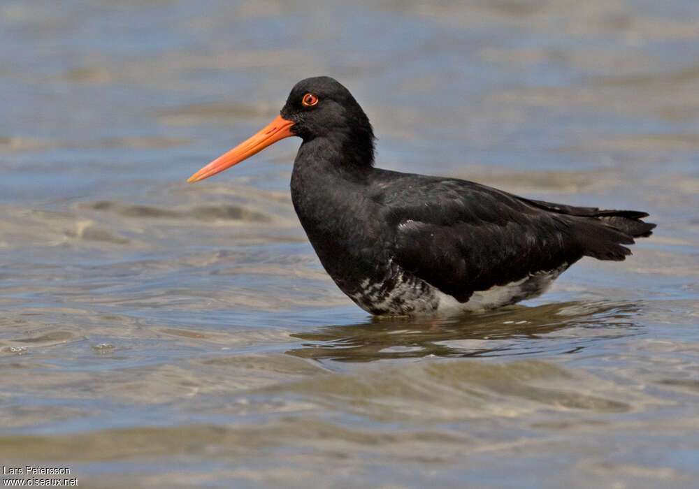 Variable Oystercatcheradult, Behaviour