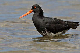 Variable Oystercatcher