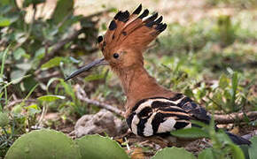 Eurasian Hoopoe