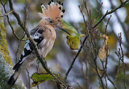 Eurasian Hoopoe