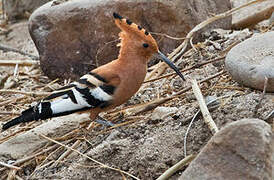 Eurasian Hoopoe