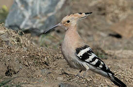 Eurasian Hoopoe