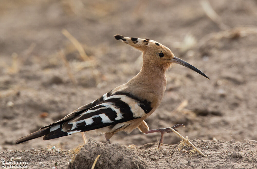 Eurasian Hoopoe