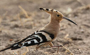 Eurasian Hoopoe