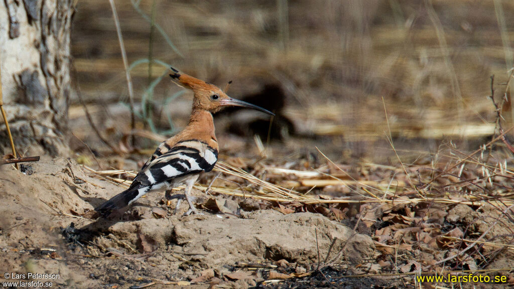 Eurasian Hoopoe