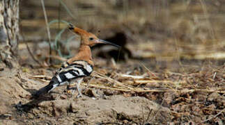 Eurasian Hoopoe