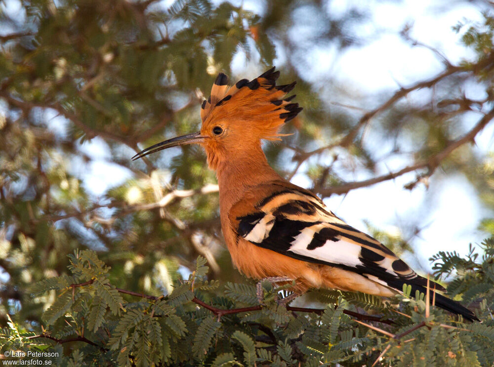 Eurasian Hoopoe