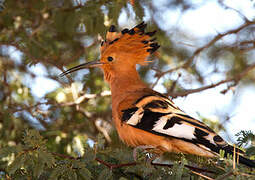 Eurasian Hoopoe