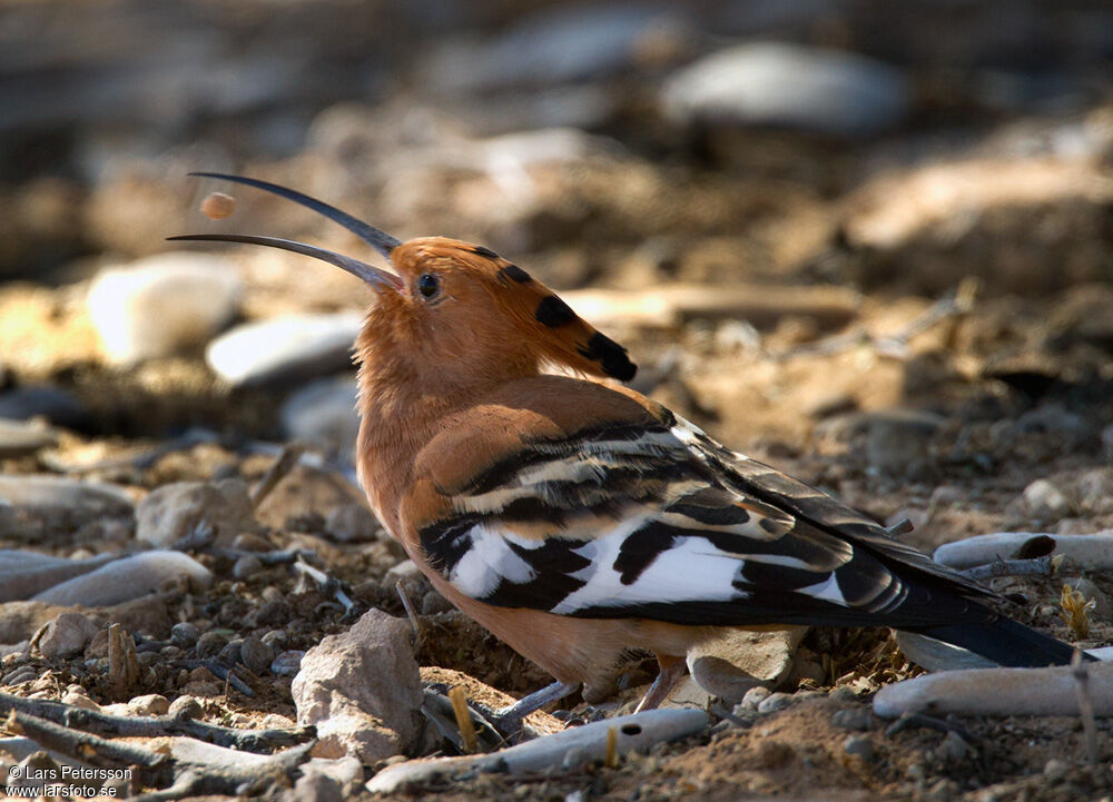 Eurasian Hoopoe