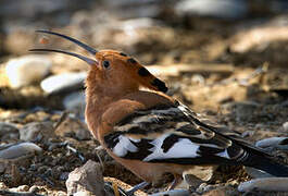 Eurasian Hoopoe