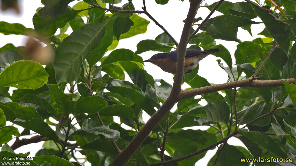 Violet-backed Hyliota