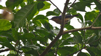 Violet-backed Hyliota