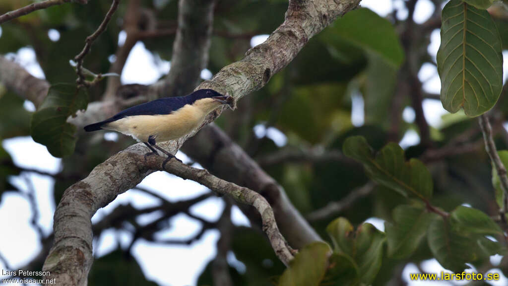 Violet-backed Hyliotaadult