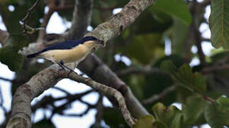 Violet-backed Hyliota